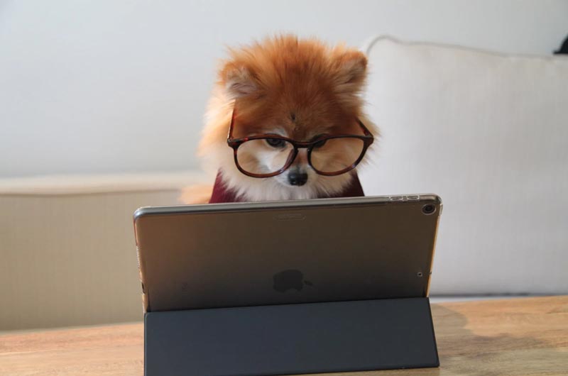 Cute dog working on an iPad on starting a business & creating a digital presence