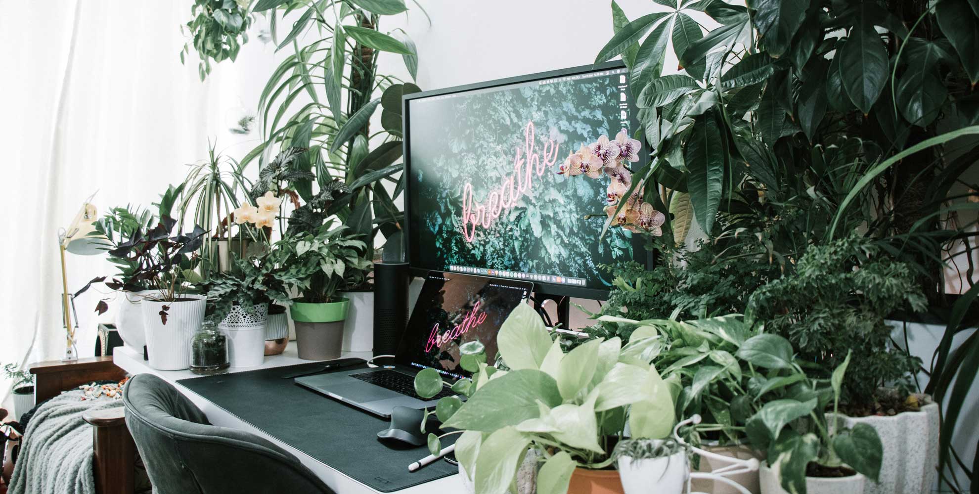 Computer surrounded by growing plants on a desk.